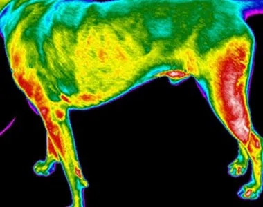 Digatherm Infrared Imaging Digatherm Infrared Imaging