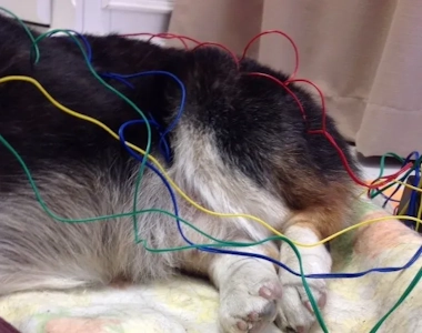 Veterinary Acupuncture Veterinary Acupuncture